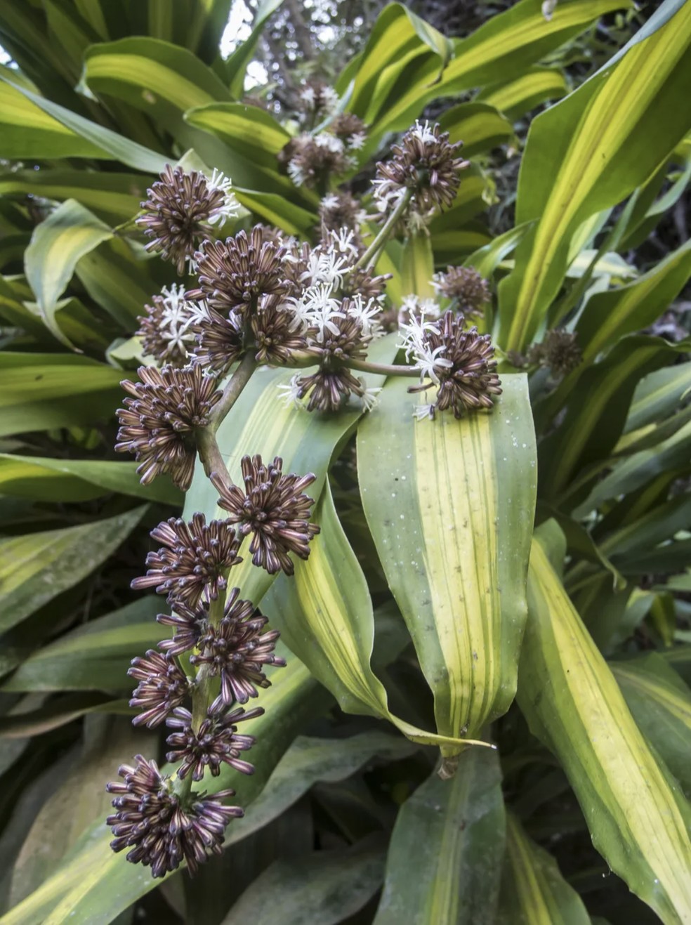 Pau d’água como cultivar a planta que traz boas energias e purifica o