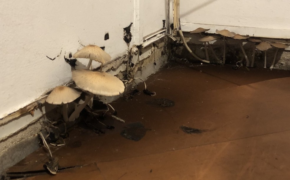 Designer viraliza ao mostrar apartamento infestado por cogumelos — Foto: Reprodução/Twitter