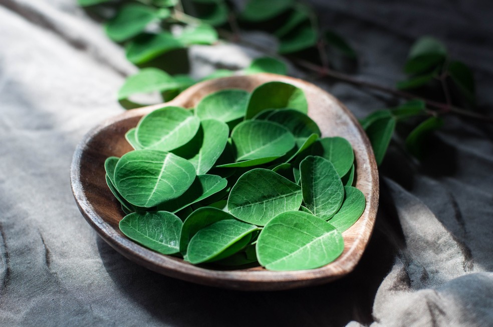Benefícios Da Moringa Para O Fígado