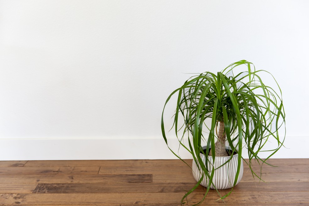 5 plantas com raízes pequenas que nunca precisam ser replantadas