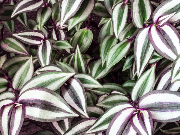 Plantas roxas: 8 espécies com flores ou folhas desta linda cor