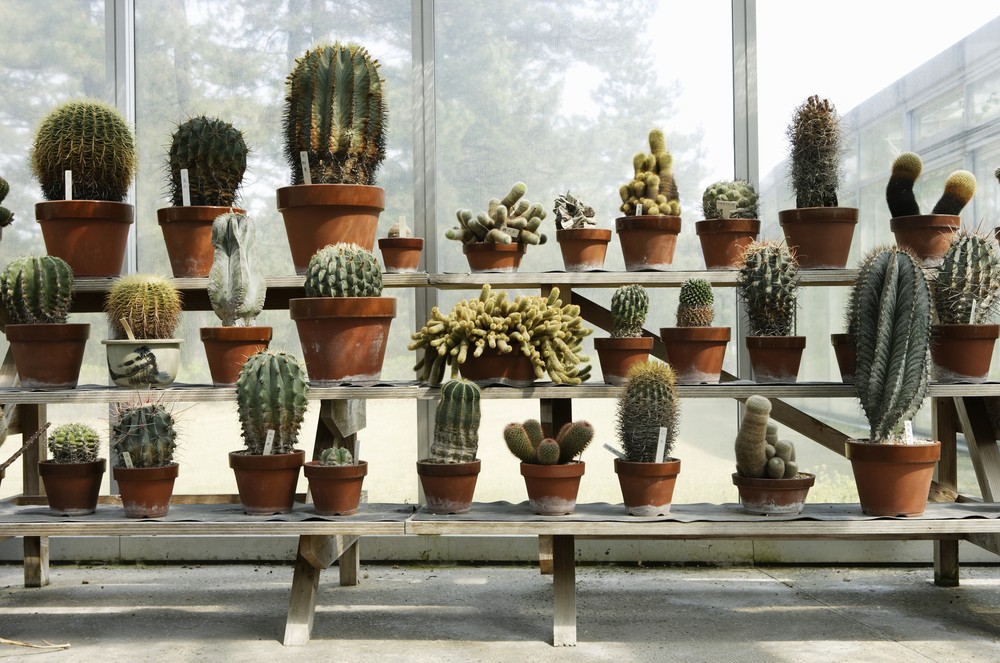 5 plantas com raízes pequenas que nunca precisam ser replantadas