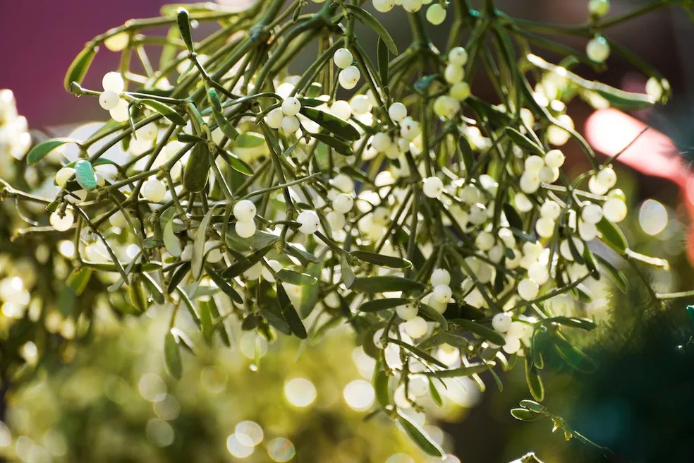 Visco — Foto: Getty Images