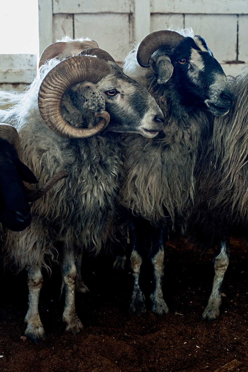 Algumas ovelhas da raça caracul criadas por Liciê – ela chegou a ter cerca de 800 animais em suas fazendas — Foto: Letícia Remião