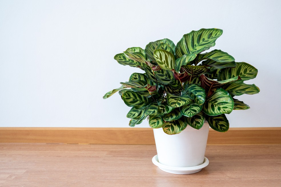 Calathea — Foto: Getty Images