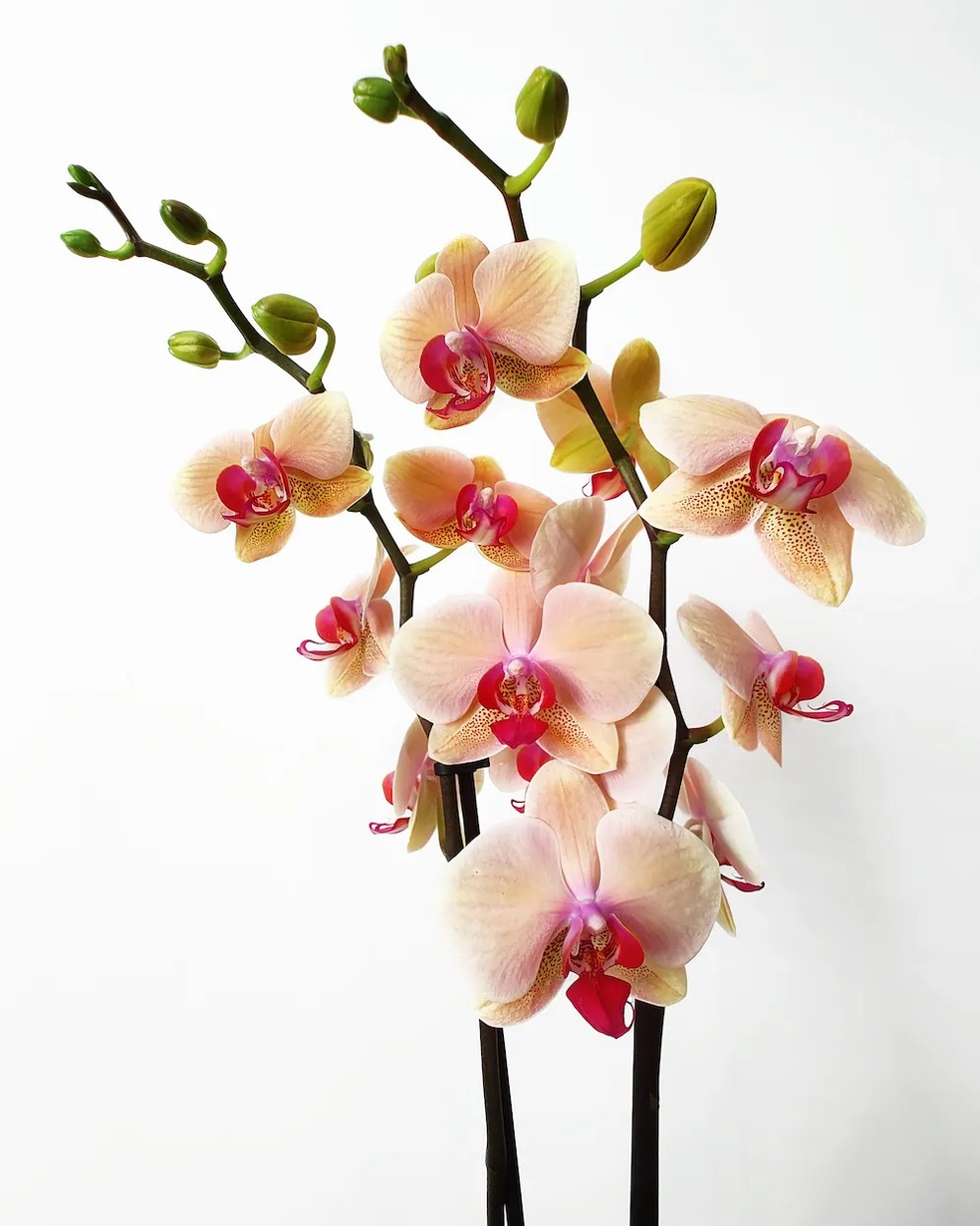 Orquídea — Foto: Getty Images
