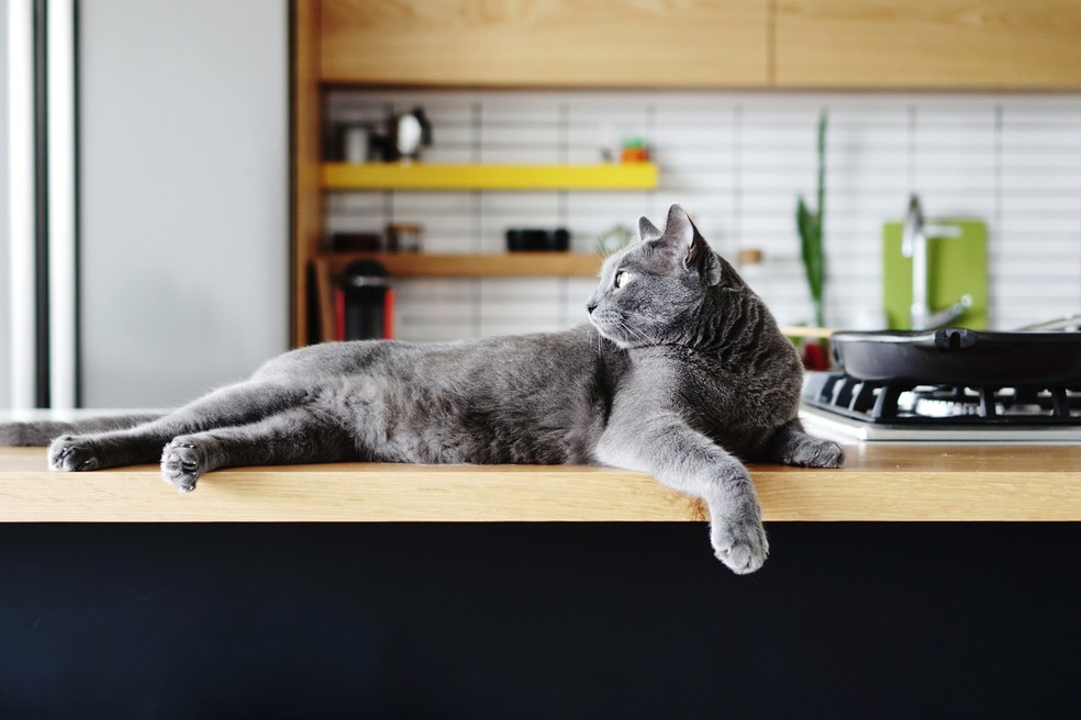 Gatos com a disfunção passam por alterações nos horários de dormir e acordar, entre outros sintomas — Foto: Getty Images