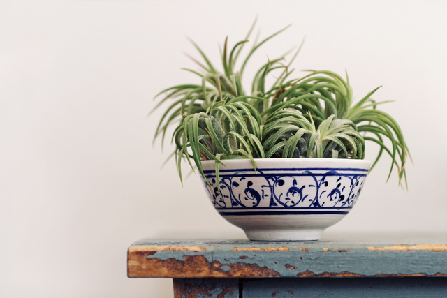 5 plantas com raízes pequenas que nunca precisam ser replantadas
