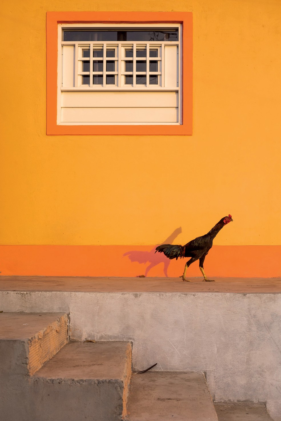 Galo circula diante de uma das fachadas coloridas do povoado — Foto: Gui Gomes