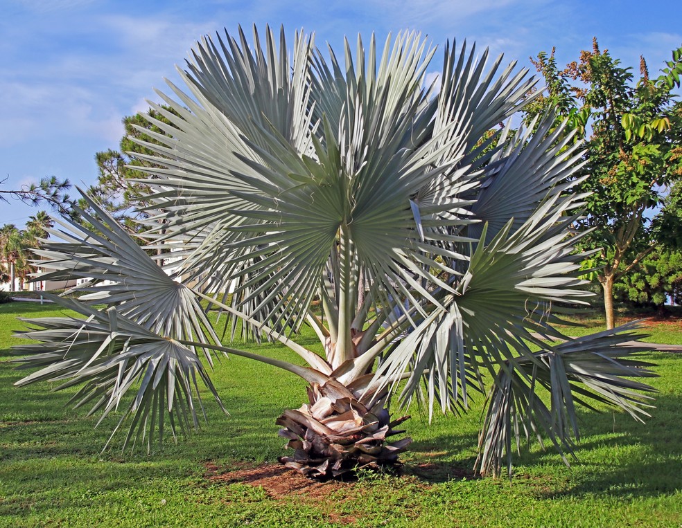 A palmeira-azul tem uma coloração prateada e folhas em formato de leque — Foto: Zen Rial/ Getty Images
