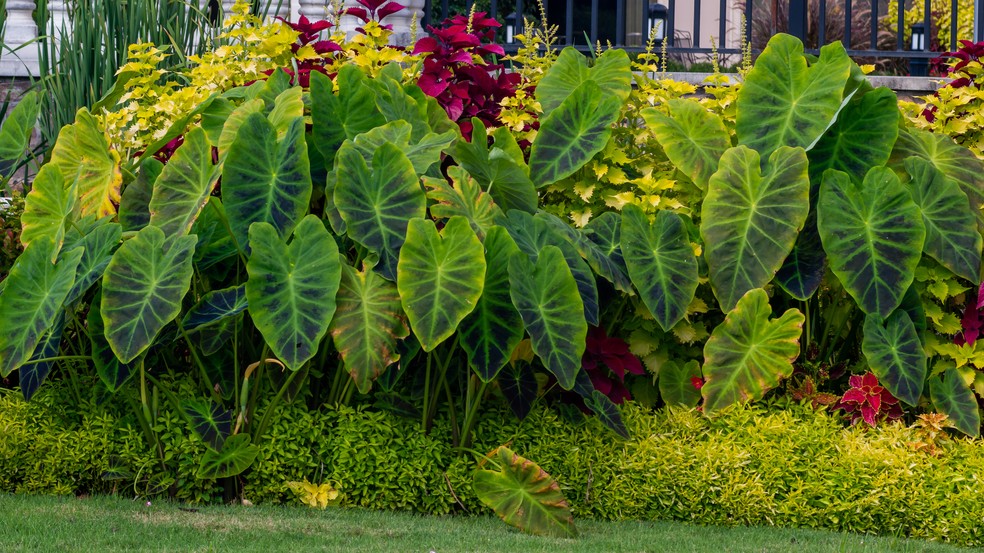 Orelha-de-elefante  — Foto: Getty Images