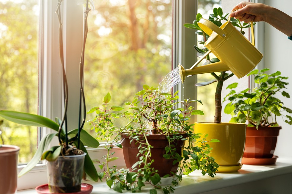 Início da manhã ou fim da tarde são melhores horários para rega, afirma a jardinista — Foto: Getty Images