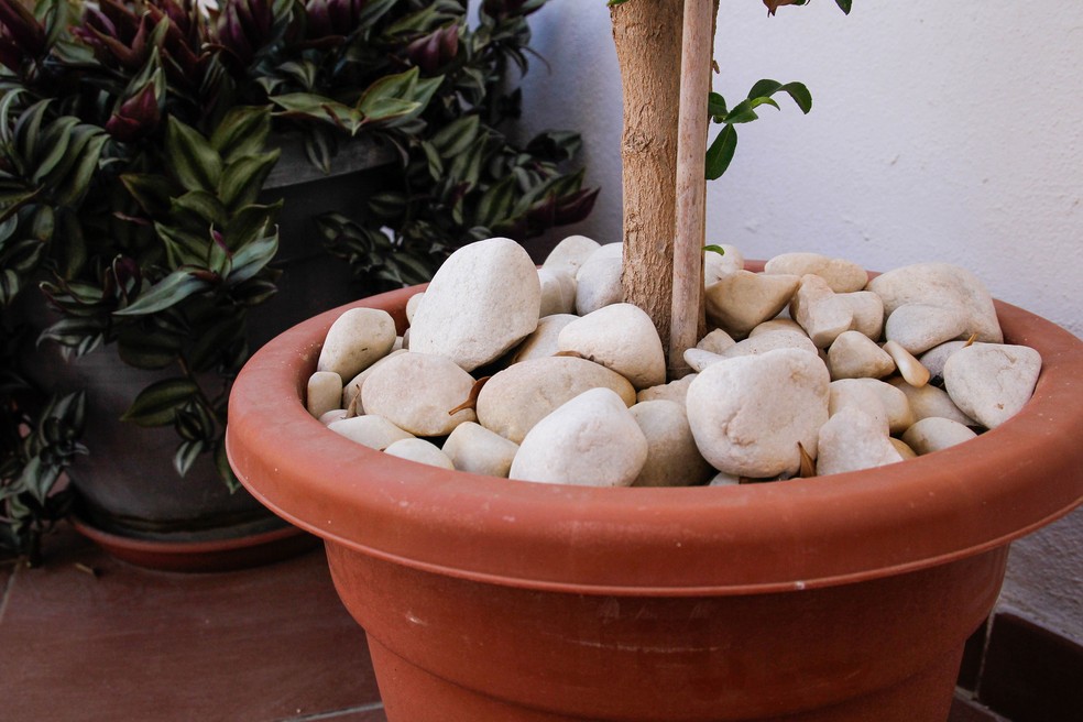 Pedras em vasos: a importância da drenagem no cultivo de plantas — Foto: Getty Images