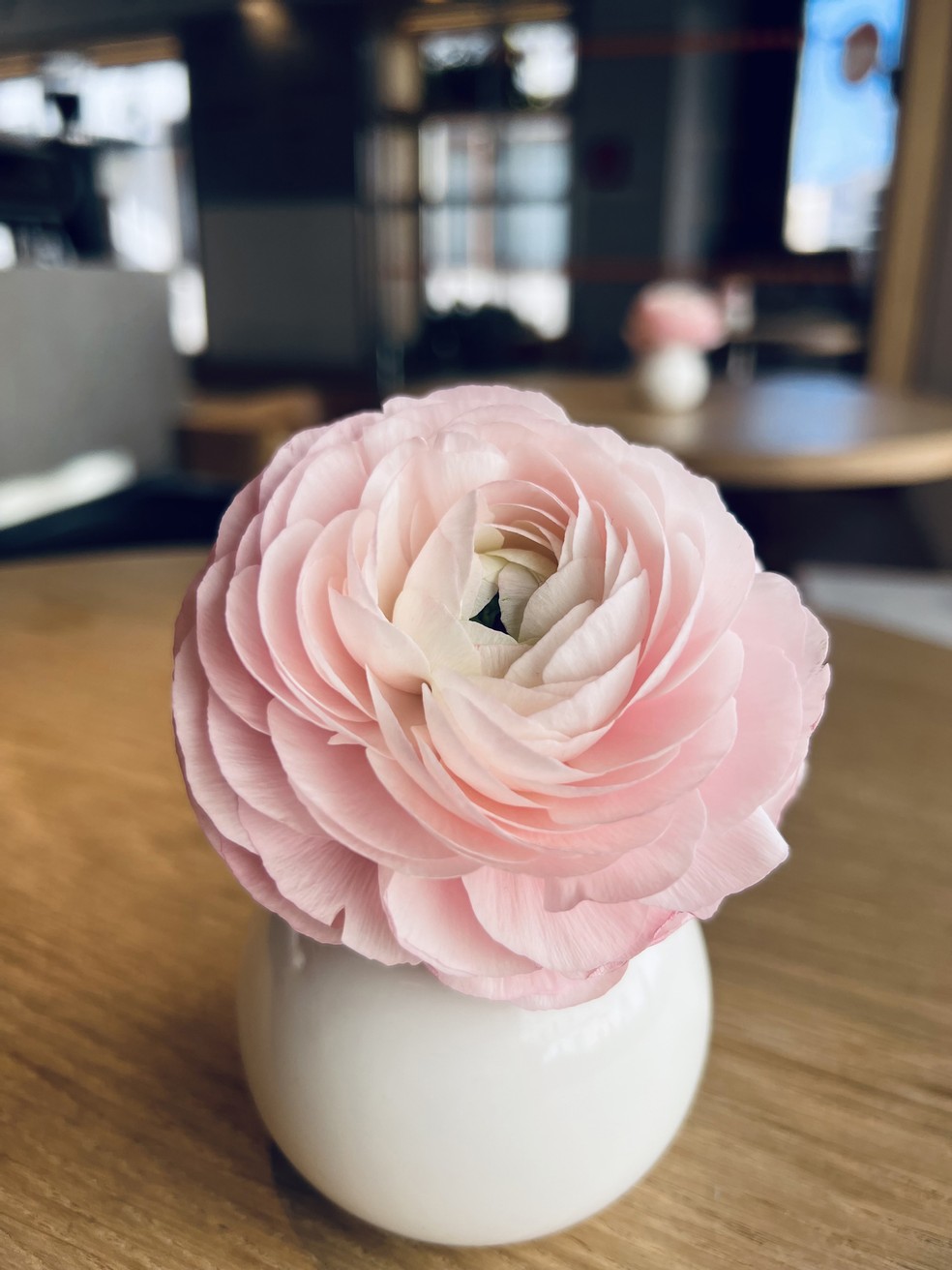Ranúnculo: a flor que transforma qualquer espaço com cor e delicadeza