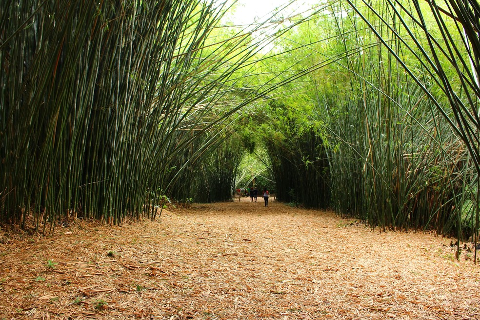 O túnel de bambus da chácara que abriga o Museu Casa da Hera é conhecido como "túnel do amor" — Foto: Wikimedia Commons 