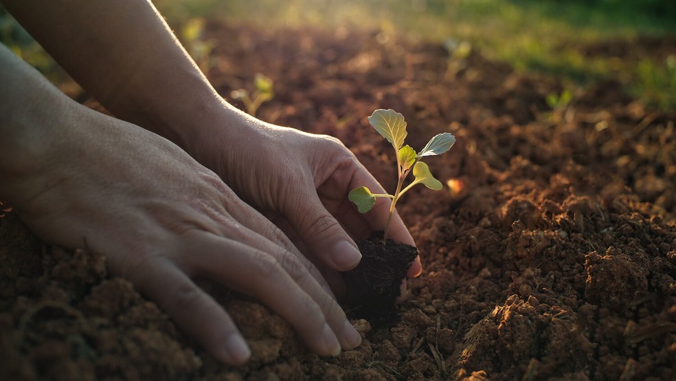 Aguarde a raiz atingir um bom tamanho antes de passá-la para o vaso com terra  — Foto: Apostophy / Getty Images