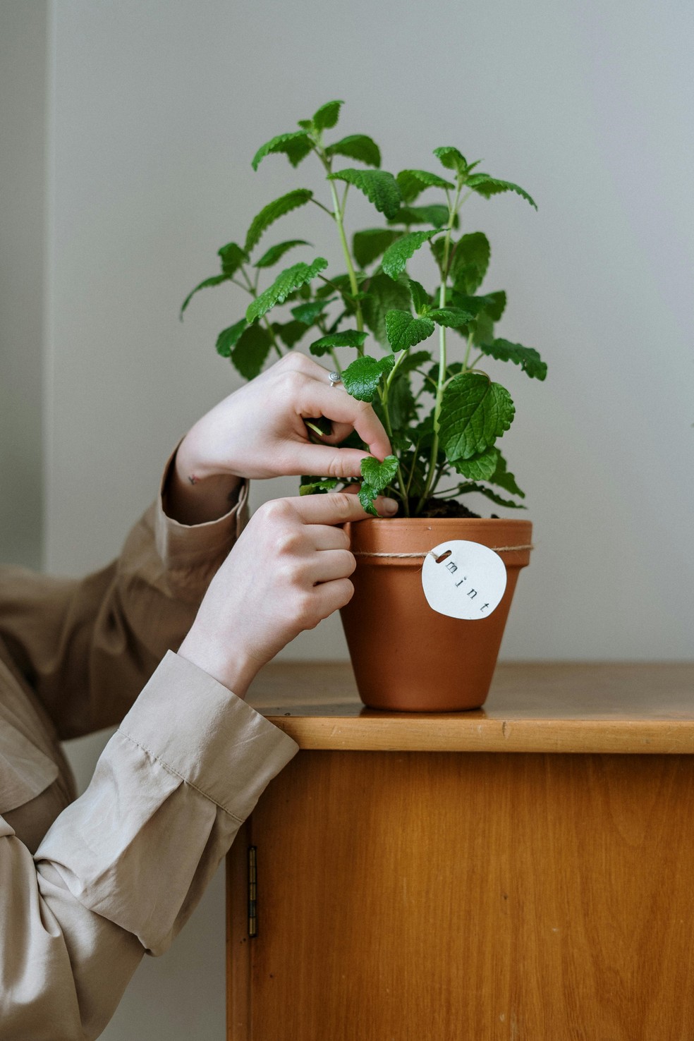 Algumas plantas aromáticas são capazes de afastar as baratas — Foto: cottonbro studio/Pexels