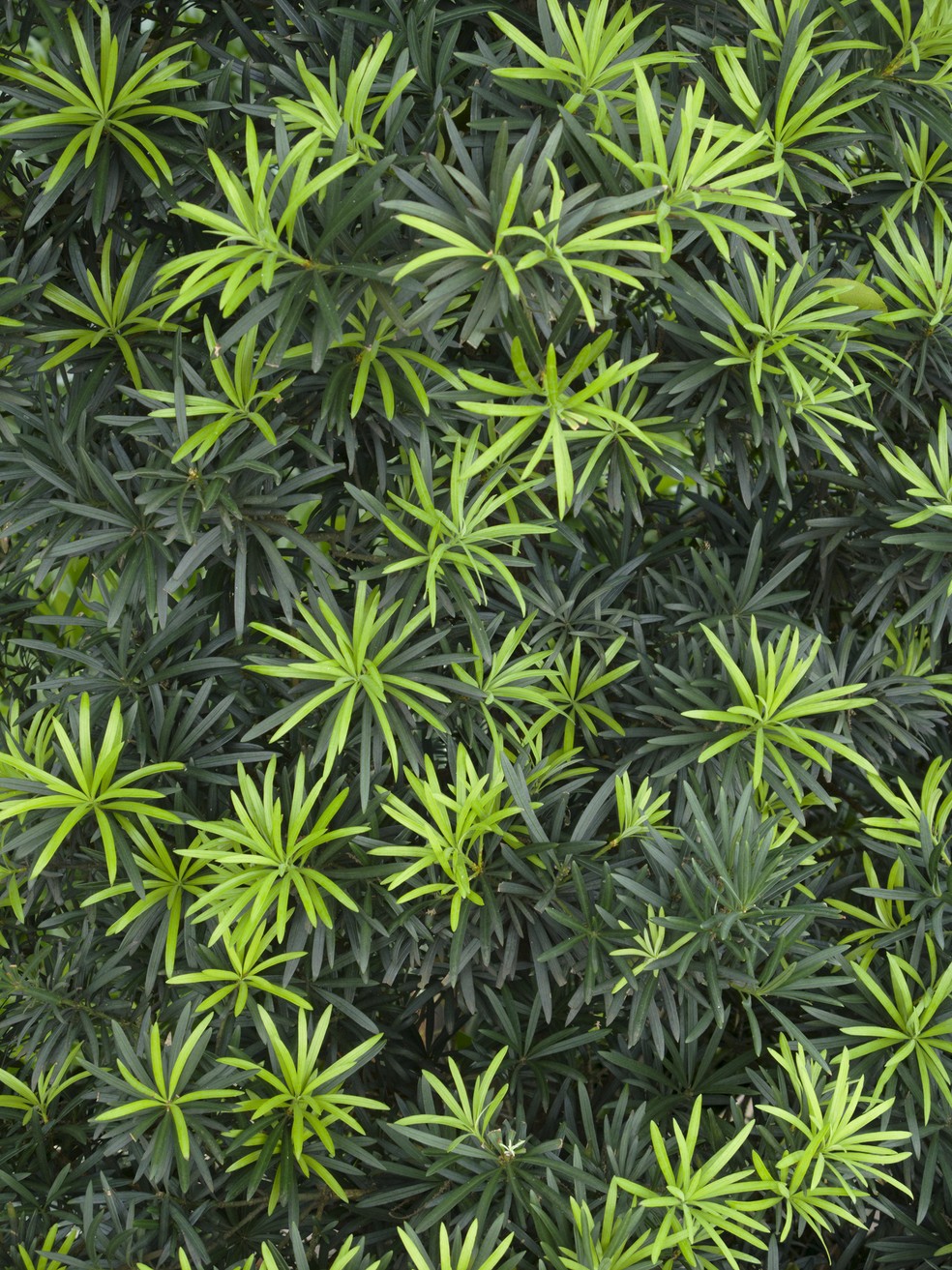 O podocarpo produz folhas de tom verde-escuro e brilhantes — Foto: Getty Images