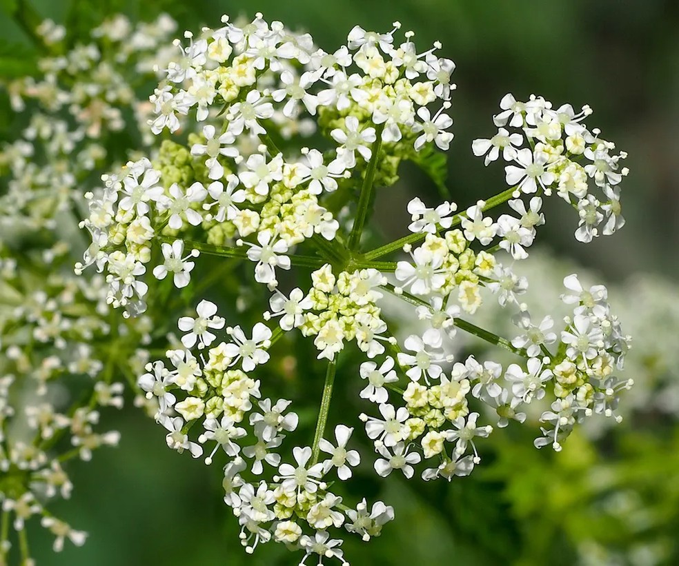Cicuta — Foto: Getty Images