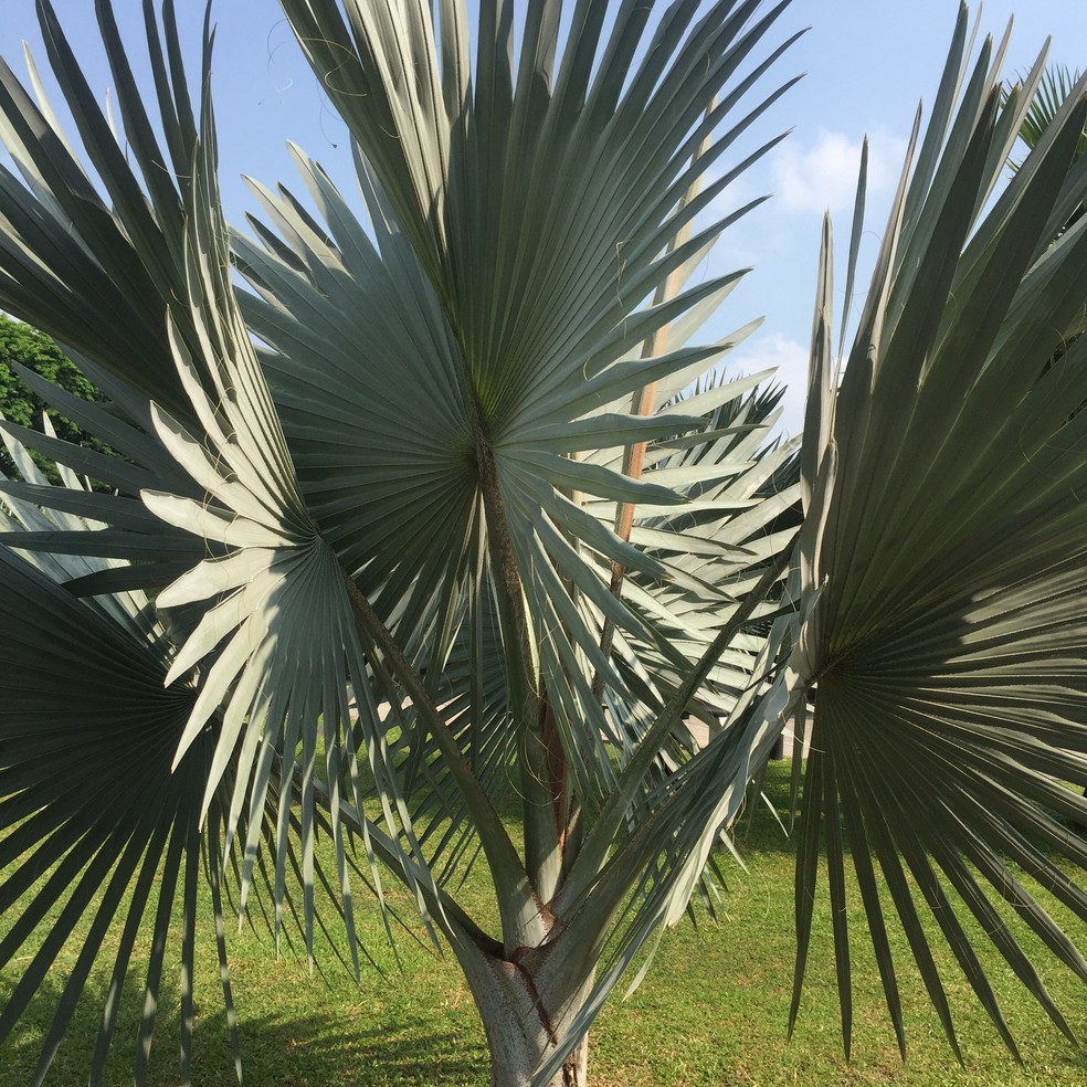 A palmeira-azul exige pouca adubação e gosta de viver sob sol pleno — Foto: Aci Helena/ Getty Images