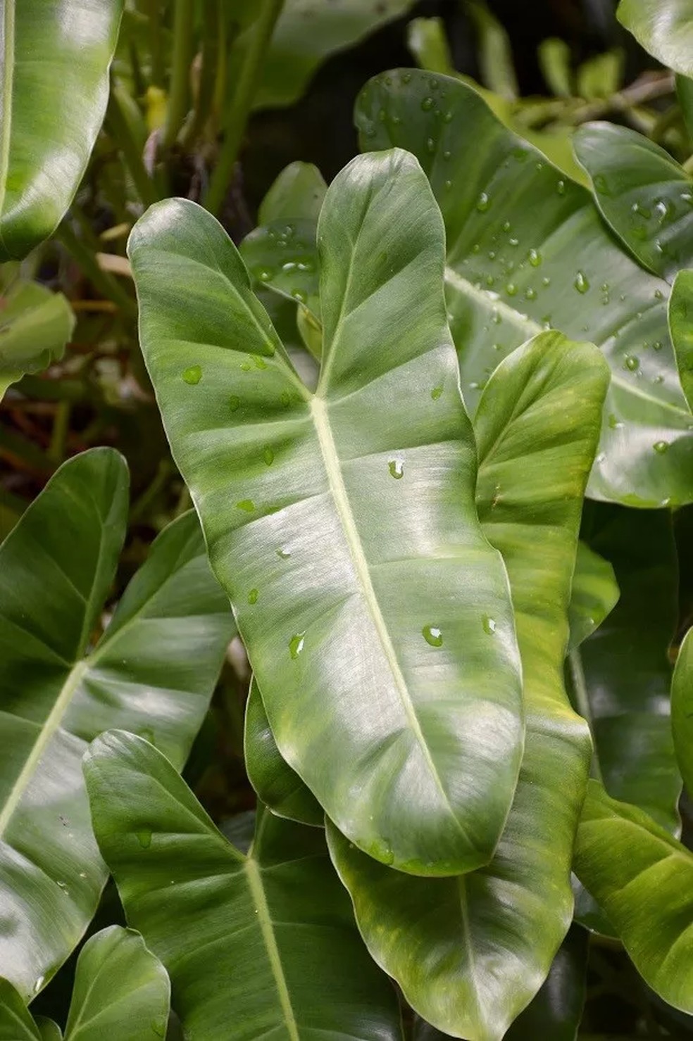 Folhas robustas dos filodendros colaboram com a umidade do ar — Foto: Getty Images