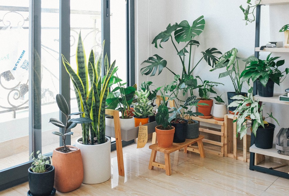 10 plantas grandes para cultivar na sala da sua casa ou apartamento — Foto: Pexels/Huy Phan