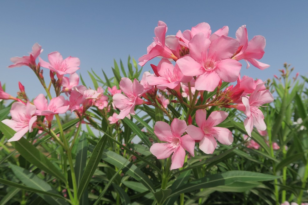 Nome científico: Nerium oleander  — Foto: Ekrem/Pixabay 
