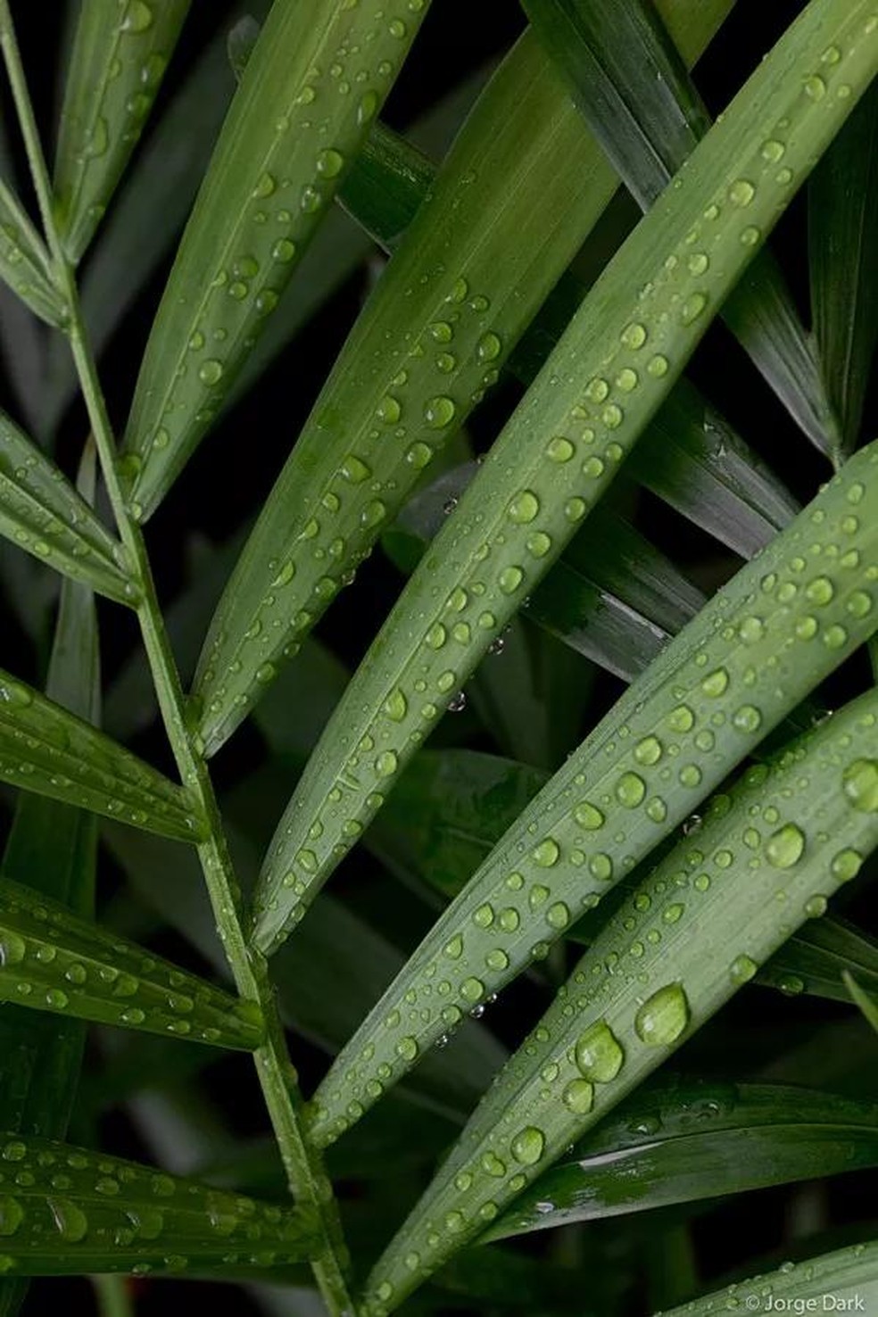 9 plantas de sombra para você cultivar dentro de casa (Foto: Divulgação / Reprodução / Getty Images) — Foto: Casa Vogue