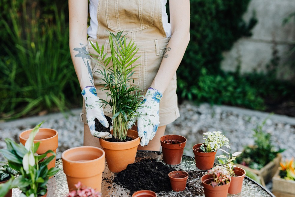 Aprenda a maneira correta de colocar a planta no novo vaso — Foto: Karolina Grabowska/Divulgação Pexels