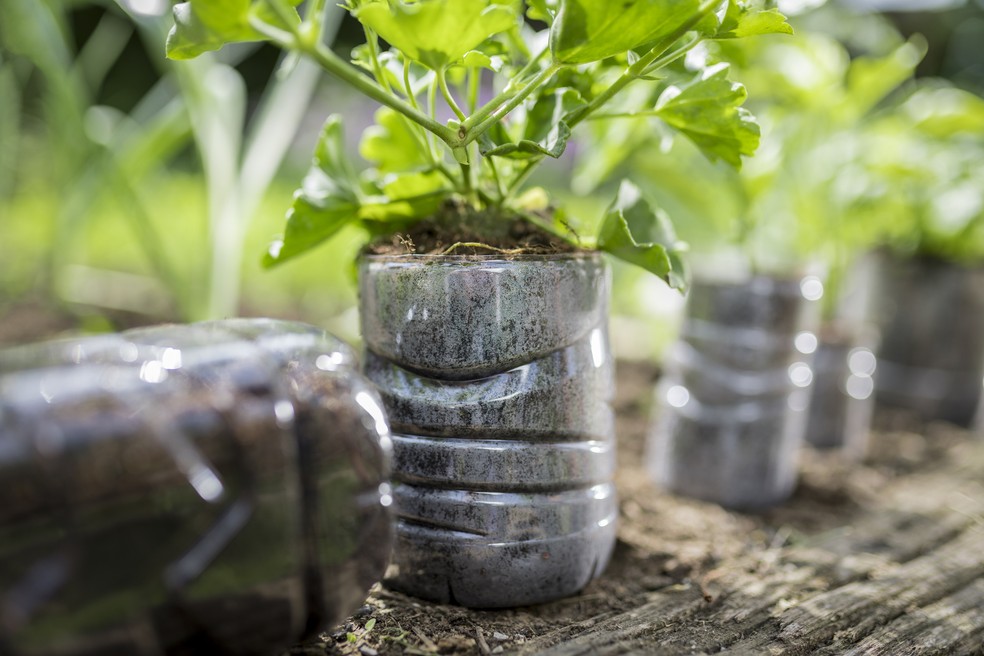 As garrafas pet podem substituir os vasos na sua horta — Foto: Getty Images
