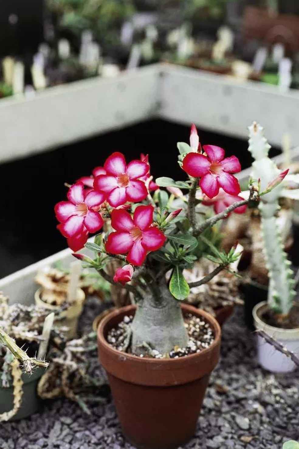 UNSPECIFIED - JANUARY 27: Desert rose (Adenium obesum), Apocynaceae. (Photo by DeAgostini/Getty Images) (Foto: De Agostini via Getty Images) — Foto: Casa Vogue