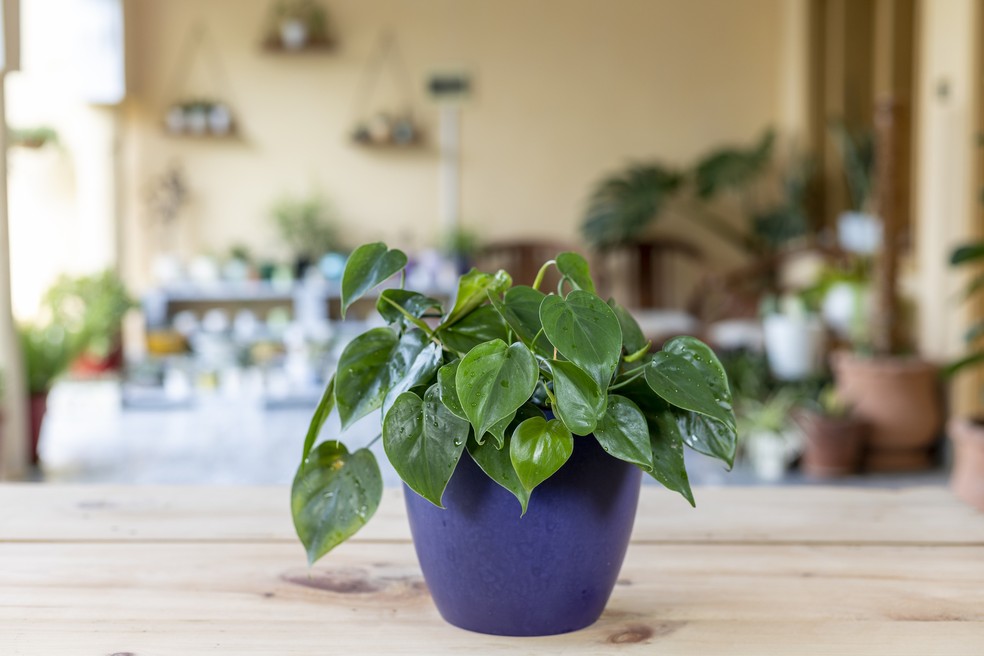 Filodendro coração — Foto: Getty Images