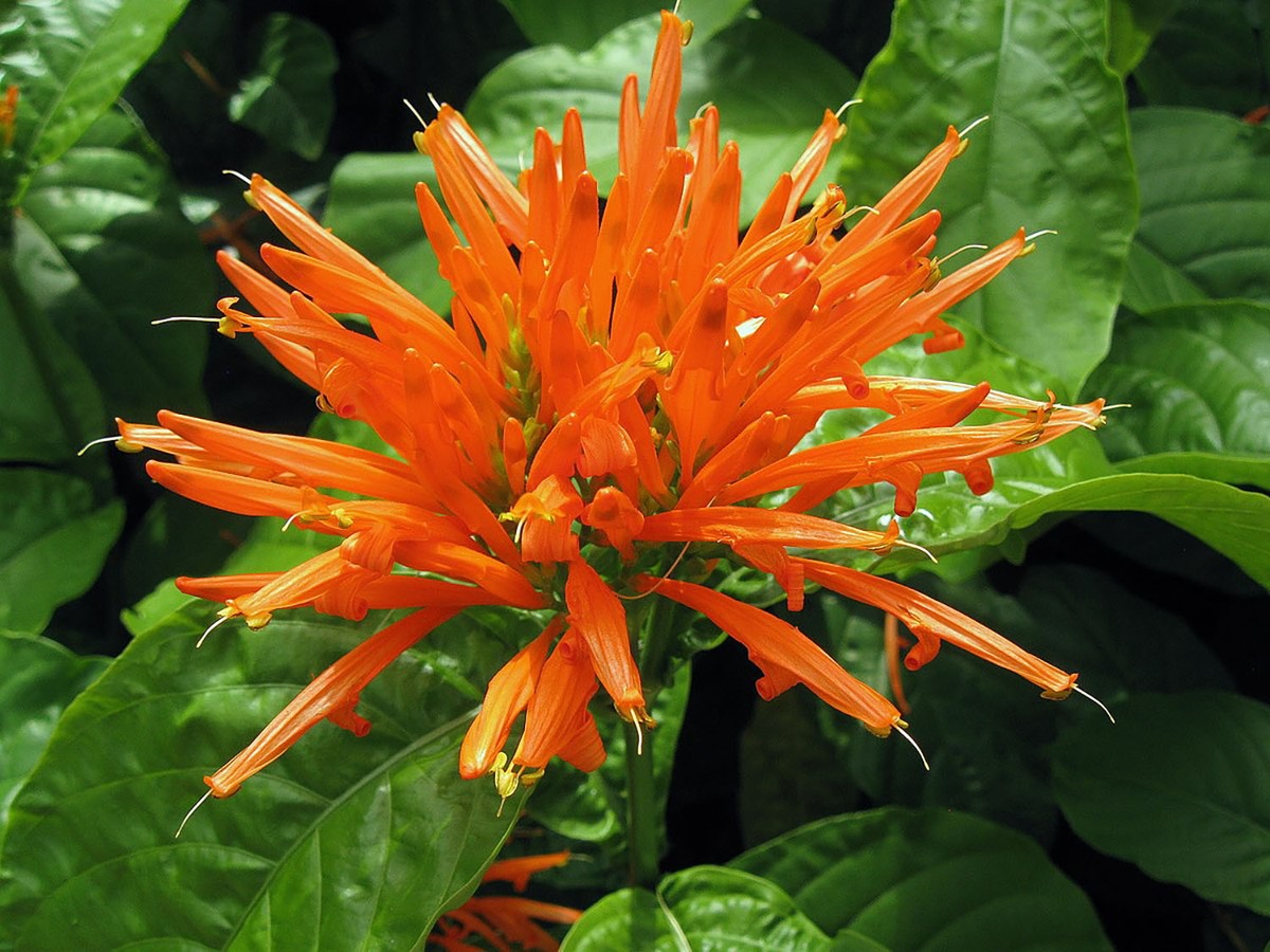 Descubra o Poder da Insulina Vegetal: A Planta Medicinal que Regula o Açúcar no Sangue