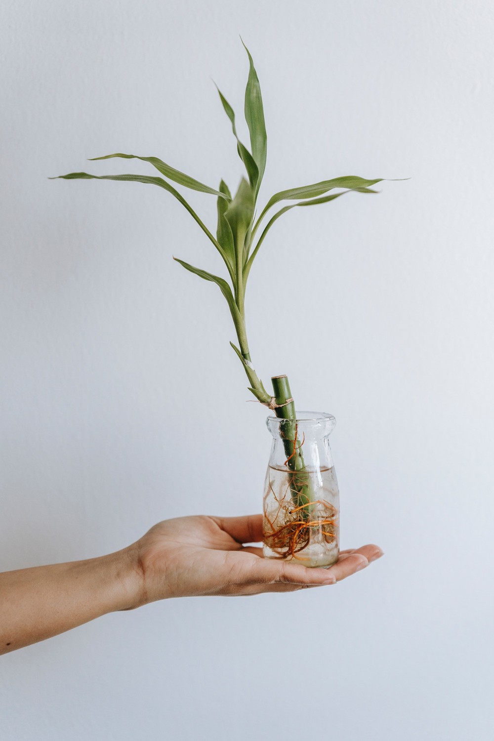 Bambu-da-sorte: tudo sobre a planta queridinha do Feng Shui para atrair ...