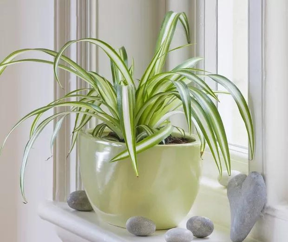 9 plantas de sombra para você cultivar dentro de casa (Foto: Divulgação / Reprodução / Getty Images) — Foto: Casa Vogue