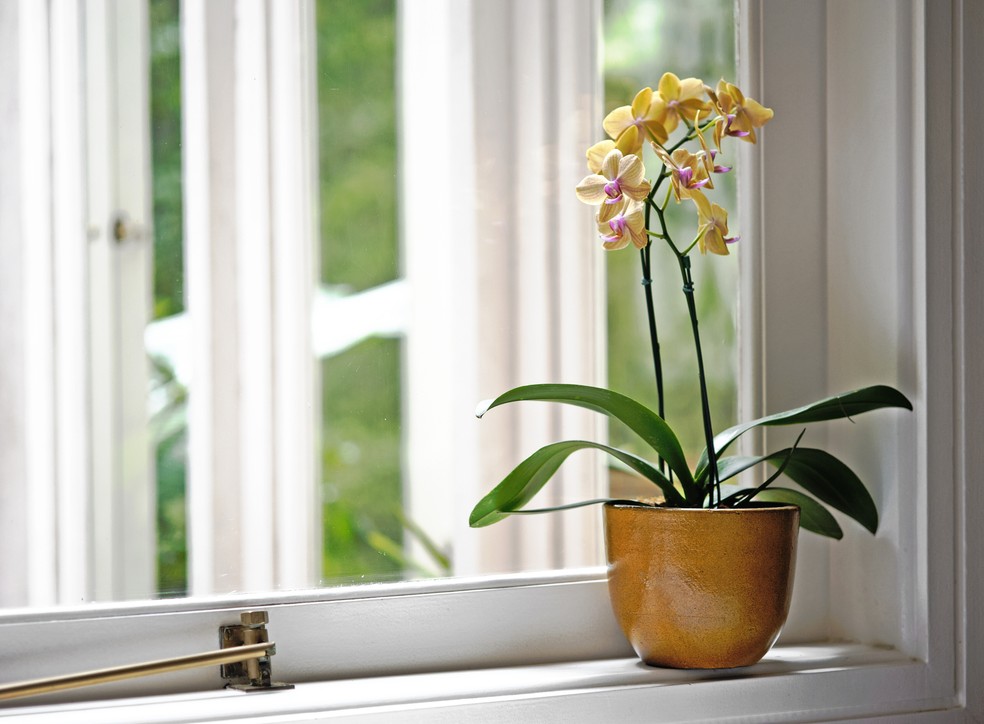As orquídeas precisam de um preparo específico do solo, já que demandam um escoamento mais rápido e eficiente — Foto: Getty Images 