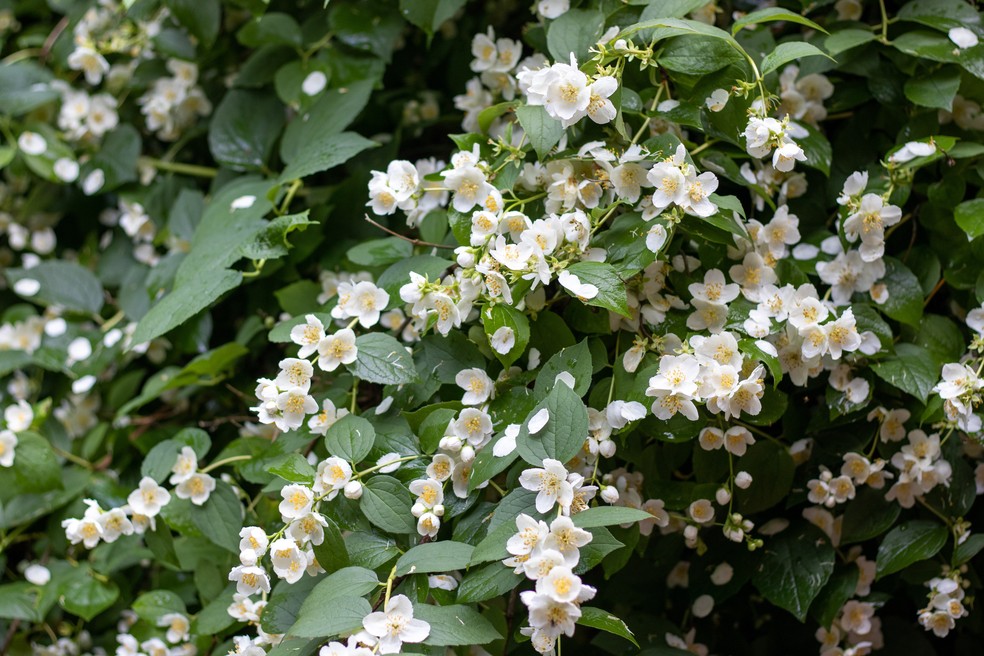 Flores brancas: 7 espécies lindas para cultivar em casa — Foto: Михаил Ковалевский/Pexels