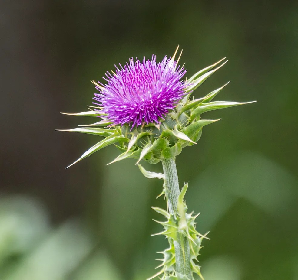 Cardo — Foto: Getty Images