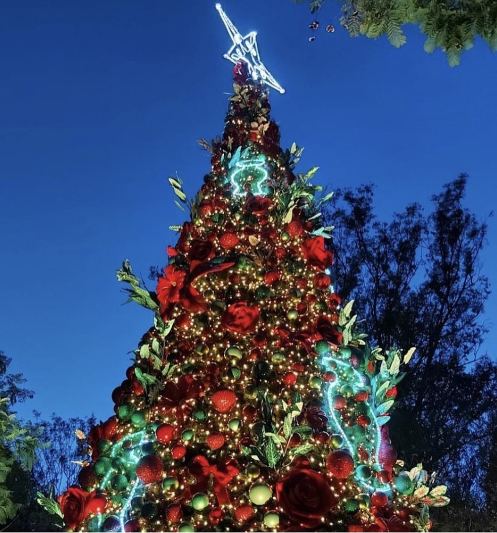 Com 57 metros, árvore de Natal do Ibirapuera é inaugurada e é a maior da  cidade de SP; entrada é gratuita, Guia SP