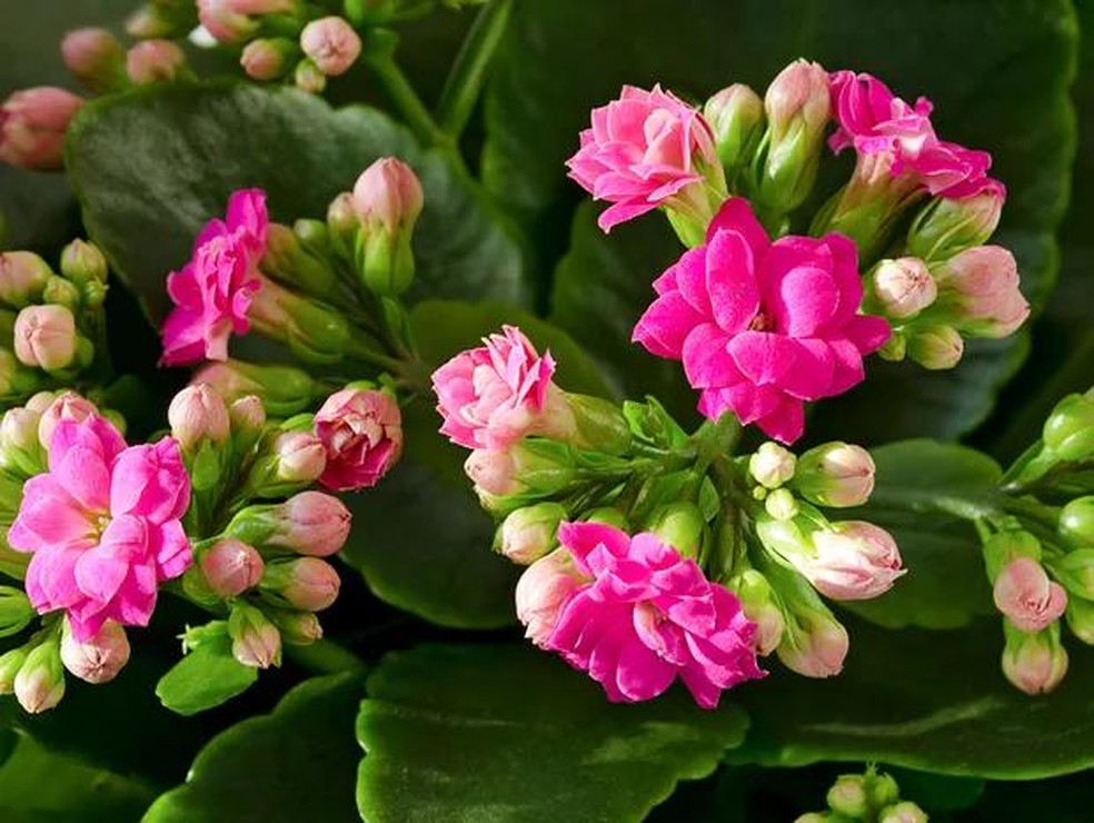 image of indoor plant red flowers Kalanchoe potted closeup (Foto: Getty Images/iStockphoto) — Foto: Casa Vogue