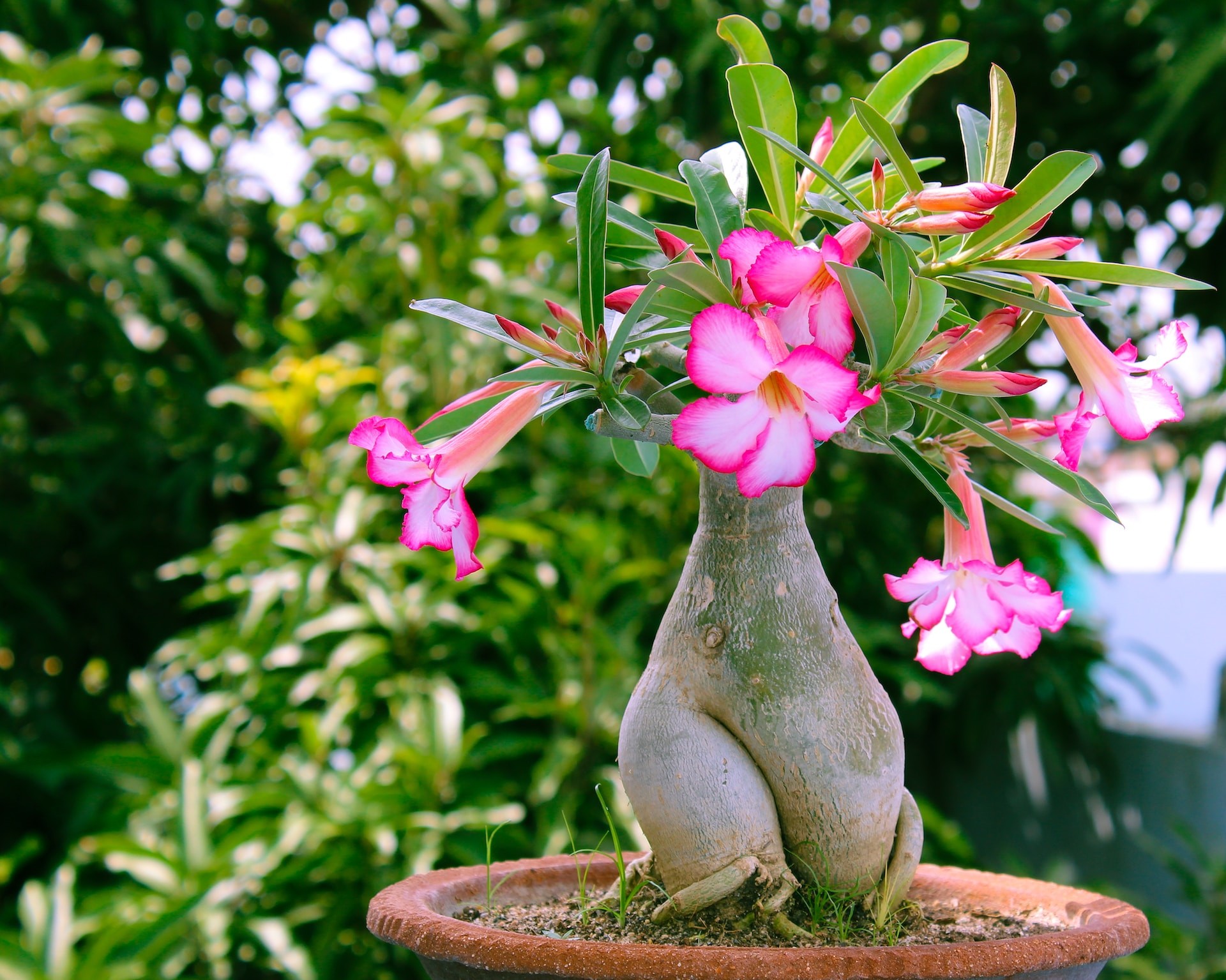 Como fazer rosa-do-deserto florir? Veja 4 erros que você pode estar ...