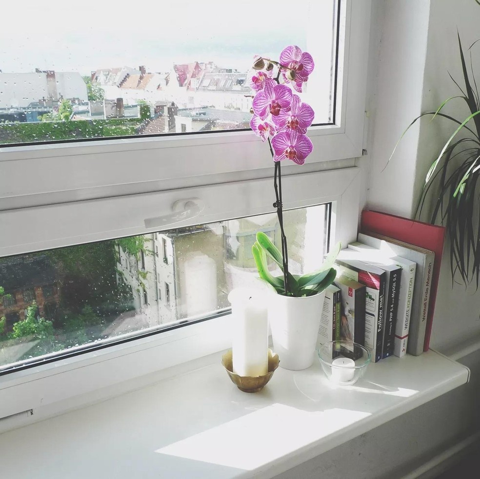 Como usar o baguá para curar a casa com plantas e flores (Foto: Getty Images/EyeEm) — Foto: Casa Vogue