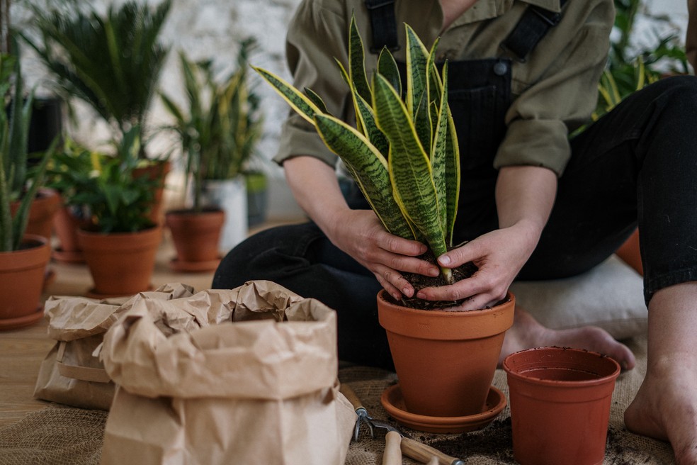 Para que serve o alho nas plantas? Conheça a dica que vai fortalecer seu jardim — Foto: Cottonbro Studio/Pexels