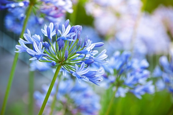 10 espécies de flores azuis para colorir a sua casa