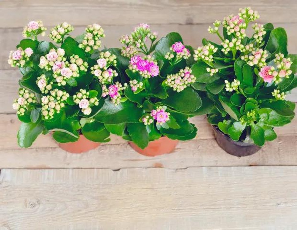 Three shades of pink Kalanchoe flowers on a wooden background. (Foto: Getty Images/iStockphoto) — Foto: Casa Vogue