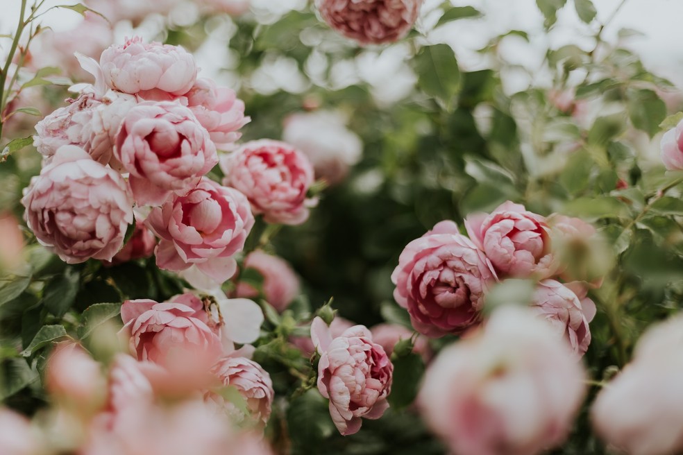 A peônia é uma flor originária da Europa, Ária e América do Norte — Foto: Daiga Ellaby/ Unsplash