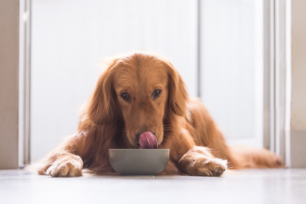 A dica é olhar na embalagem do alimento quanto o cachorro deve comer, de acordo com o porte e fase da vida que ele está — Foto: Getty Images