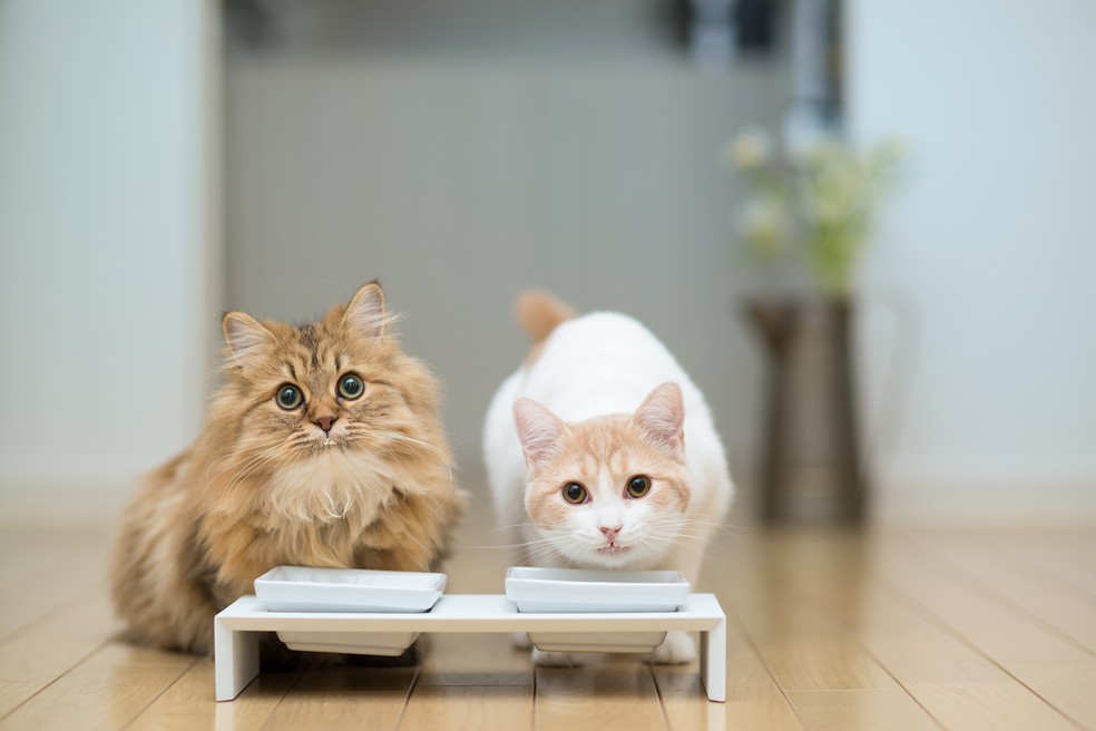 Gatos têm hábitos diferentes dos cães na hora de se alimentar — Foto: Getty Images