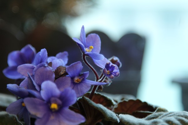 Plantas roxas: 8 espécies com flores ou folhas desta linda cor