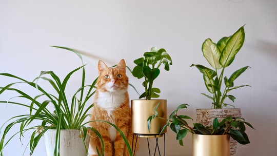Plantas tóxicas para gatos: quais são e o que fazer pela vida de seu pet